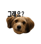 ポメプー くるんちゃんの百面相～韓国語～（個別スタンプ：33）