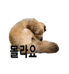 ポメプー くるんちゃんの百面相～韓国語～（個別スタンプ：35）