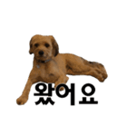 ポメプー くるんちゃんの百面相～韓国語～（個別スタンプ：37）