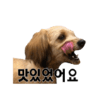 ポメプー くるんちゃんの百面相～韓国語～（個別スタンプ：38）