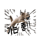 ポメプー くるんちゃんの百面相～韓国語～（個別スタンプ：39）