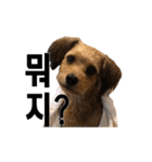 ポメプー くるんちゃんの百面相～韓国語～（個別スタンプ：40）