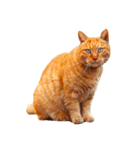 猫のカク（個別スタンプ：1）