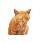 猫のカク（個別スタンプ：2）