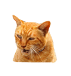 猫のカク（個別スタンプ：3）