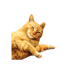 猫のカク（個別スタンプ：6）