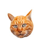 猫のカク（個別スタンプ：8）