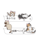 【あかり】猫だらけの吹き出し（個別スタンプ：16）