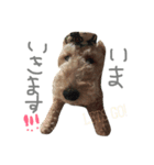 かえるといぬ（個別スタンプ：11）