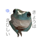 かえるといぬ（個別スタンプ：15）