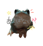 かえるといぬ（個別スタンプ：23）