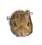 うーちゃんとゆかいな仲間達（個別スタンプ：1）
