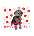 ちゃまさん2（個別スタンプ：6）