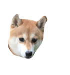 柴犬のメリーさん（個別スタンプ：1）