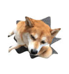 柴犬のメリーさん（個別スタンプ：2）