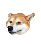 柴犬のメリーさん（個別スタンプ：3）