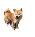 柴犬のメリーさん（個別スタンプ：4）