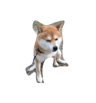 柴犬のメリーさん（個別スタンプ：5）