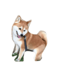 柴犬のメリーさん（個別スタンプ：6）