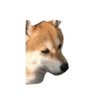 柴犬のメリーさん（個別スタンプ：7）