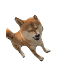 柴犬のメリーさん（個別スタンプ：8）