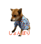 柴犬 犬と書いてケン（個別スタンプ：1）