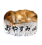 柴犬 犬と書いてケン（個別スタンプ：5）