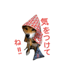 柴犬 犬と書いてケン（個別スタンプ：7）