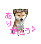 柴犬 犬と書いてケン（個別スタンプ：16）