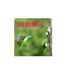 BIRDS！！！（個別スタンプ：25）