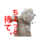 篠原家のもふもふ（個別スタンプ：2）