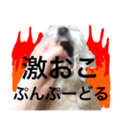 篠原家のもふもふ（個別スタンプ：4）