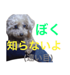 篠原家のもふもふ（個別スタンプ：7）