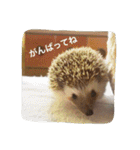 Mocha and Yuki of Hedgehogs 2（個別スタンプ：3）