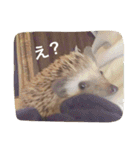 Mocha and Yuki of Hedgehogs 2（個別スタンプ：5）