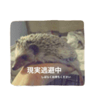 Mocha and Yuki of Hedgehogs 2（個別スタンプ：6）