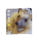 Mocha and Yuki of Hedgehogs 2（個別スタンプ：11）