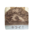 Mocha and Yuki of Hedgehogs 2（個別スタンプ：15）