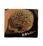 Mocha and Yuki of Hedgehogs 2（個別スタンプ：19）