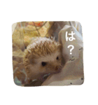 Mocha and Yuki of Hedgehogs 2（個別スタンプ：24）