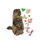 Gaji＆Tian（個別スタンプ：13）