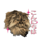 Gaji＆Tian（個別スタンプ：16）