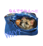 ラブとピースのワンだふるメッセージ（個別スタンプ：6）