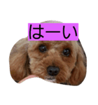 大きい目（個別スタンプ：2）