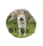 KAWAII.sibaken（個別スタンプ：8）