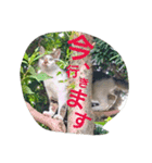 猫ちゃんちゃんず（個別スタンプ：1）