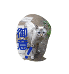 猫ちゃんちゃんず（個別スタンプ：2）