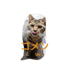 猫ちゃんちゃんず（個別スタンプ：3）