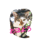 猫ちゃんちゃんず（個別スタンプ：5）