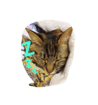 猫ちゃんちゃんず（個別スタンプ：7）